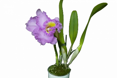 Фотообои Фиолетовая орхидея купить на стену • Эко Обои