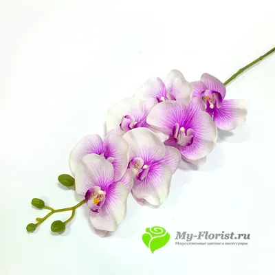 Орхидея Ванда бело-фиолетовая 30.03070050_1 – купить в Москве