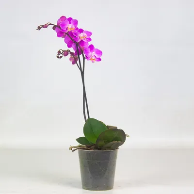 Орхидея декоративная с листьями, 5 бутонов, искусственная в кашпо,  фиолетовая, 28 см. – купить в Казани | «С Нежностью»