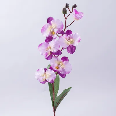 сиреневая орхидея на черном фоне Стоковое Изображение - изображение  насчитывающей одиночно, бобра: 218690853