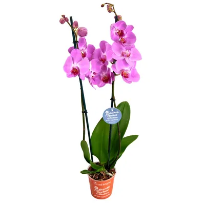 Купить орхидею в Киеве. Орхидея сиреневая, фиолетовая