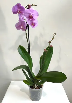 Фотообои Сиреневая орхидея на темном фоне купить в Москве, Арт. 10-197 в  интернет-магазине, цены в Мастерфресок