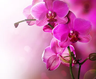 Искусственная орхидея в горшке сиреневая - искусственные орхидеи в горшках  купить интернет магазин