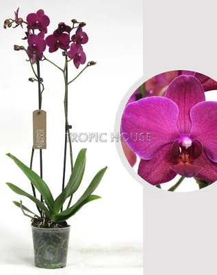 Орхидея Фаленопсис Каскадная Фиолетовая
