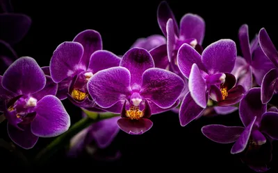 Орхидея в горшке \"Орхидея Фаленопсис белая с сиреневой серединой 2ст\" –  купить недорого с доставкой по Москве