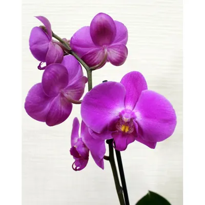 Орхидея сиреневая в горшочке купить недорого, доставка - магазин цветов  Абари в Омске