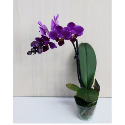 Орхидея Фаленопсис Мультифлора сиреневая