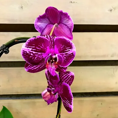 Декоративные сиреневые орхидеи купить Украина. Купить искусственные орхидеи  недорого. Искусственные цветы орхидеи с доставкой