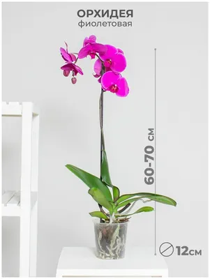 Орхидея Фаленопсис 1 ствол Сиреневая (Phalaenopsis)