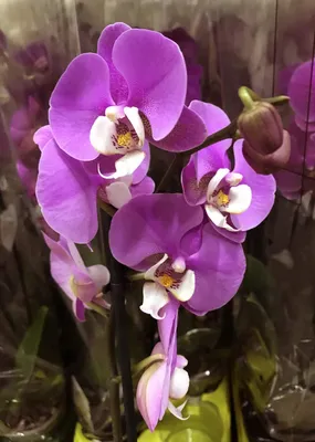 Фотообои Сиреневая орхидея купить на стену • Эко Обои