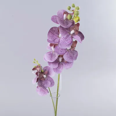 Орхидея Фаленопсис темно-фиолетовая 12/60 см - купить в Москве:  интернет-магазин