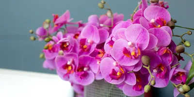 Нежно сиреневая орхидея. (лат. Orchidáceae Dendrobium ) Stock Photo | Adobe  Stock