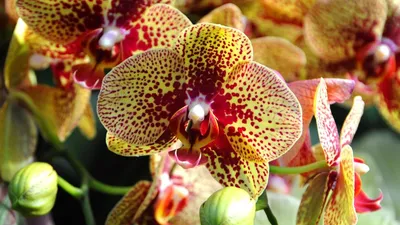 Орхидея сорта фото