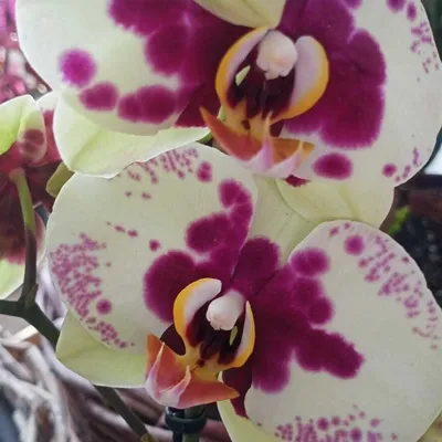 Купить Орхидеи, Фаленопсисы в Барнауле, Бийске, Белокурихе