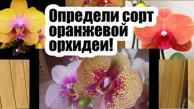 Редкие сорта орхидеи. Обзор от fiftyflowers.ru