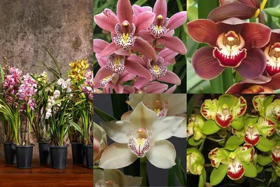 Купить Орхидея фаленопсис мини Fire Fly. Орхидея Фаленопсис, большой выбор,  разные сорта!
