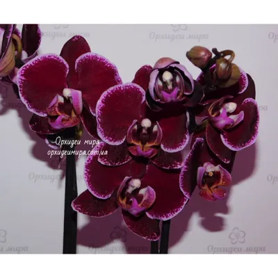 Орхидея фаленопсис биг лип - особенности сорта