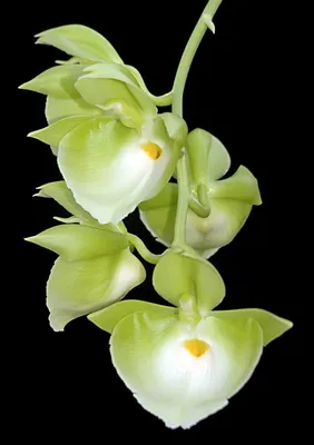 Орхидея Phal. Montpellier - купить, доставка Украина