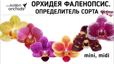 Домашние цветы: орхидеи