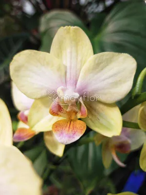 Орхидея Сорт 4003 ароматный и восковой Подросток (ID#1855983425), цена: 270  ₴, купить на Prom.ua