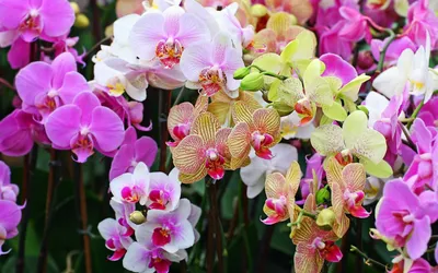 Фаленопсис Биондоро (Phalaenopsis Biondoro): особенности сорта,  характеристики, фото