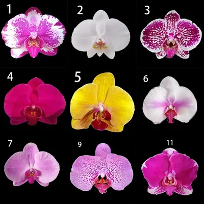 Орхидея ФАЛЕНОПСИС | ОПРЕДЕЛИТЕЛЬ СОРТА | Orchid Phalaenopsis. Qualifier of  a grade. орхидеи orchids - YouTube