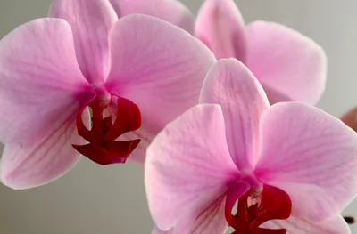 5 сортов самых красивых и неприхотливых орхидей | MARIECLAIRE