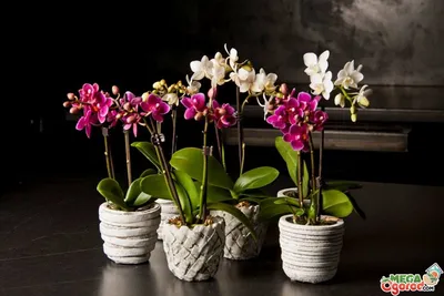 Сорта орхидей долгоцветущие - 74 фото