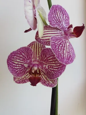 Орхидея фаленопсис розовый: разнообразие сортов и видов .