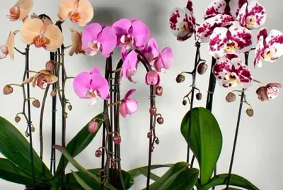 Долгоцветущие сорта орхидей. - YouTube
