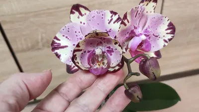 Орхидея тиара фото фотографии