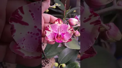 Орхидея тиара - 51 фото