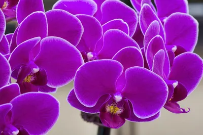 Орхидея монпелье - 79 фото