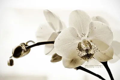 Канзас орхидея - 60 фото