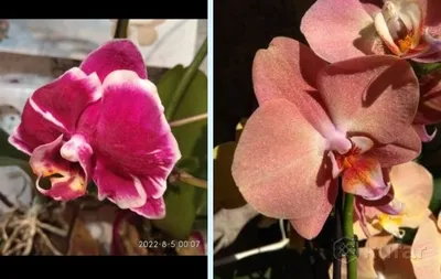 Купить люстру Орхидея 2 из Гусь-Хрустального по выгодной цене в Москве