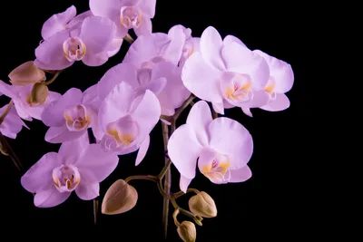 Женский аксессуар для волос «Орхидея», элегантный розовый аксессуар для  волос, тиара для прически «конский хвост» | AliExpress