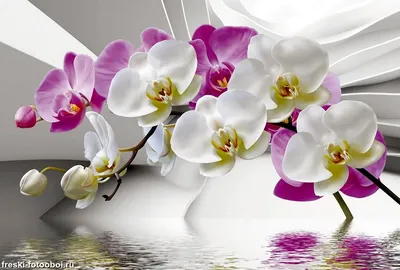 Phalaenopsis Tiara. Орхидея фаленопсис Тиара #orchid #phalaenopsis - YouTube