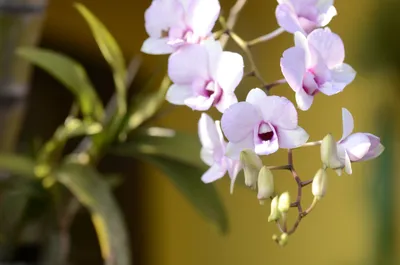Орхидеи - красивые картинки (62 фото)
