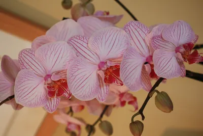 Орхидея тиара - 70 фото