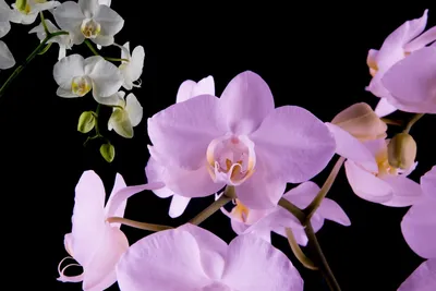 Орхидея тиара - 70 фото