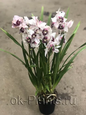 Орхидея цимбидиум белая (80см) купить с доставкой в СПб