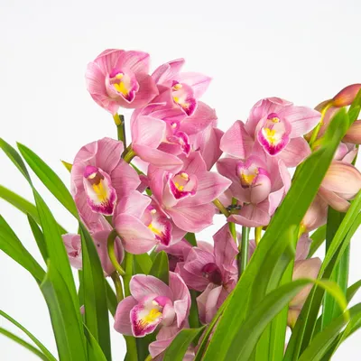 Орхидея цимбидиум купить