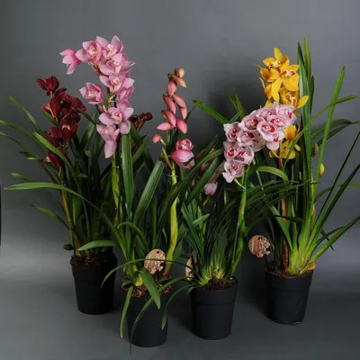 Орхидея Цимбидиум 🌺 купить в Киеве с доставкой - цена от Камелия