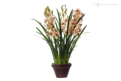 Орхидея Цимбидиум 1 ветка, цвета в ассортименте в интернет магазине  Украфлора
