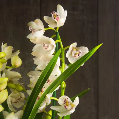 Купить Орхидея желтая цимбидиум из каталога Орхидеи в Костроме - «Азалия».