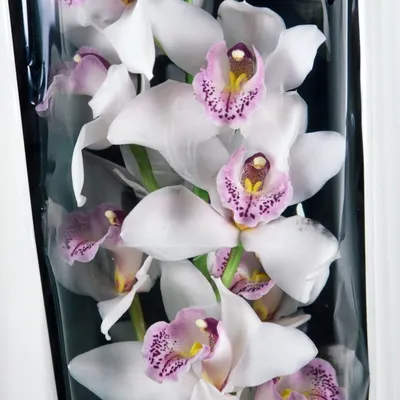 Орхидея цимбидиум купить в Москве