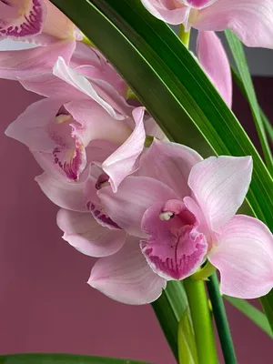 Орхидея цимбидиум 4 ствола купить