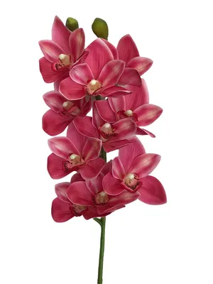Орхидея Цимбидиум Желтая 4 цветоноса №3 – Купить Орхидея Цимбидиум Желтая 4  цветоноса №3 в Киеве с доставкой