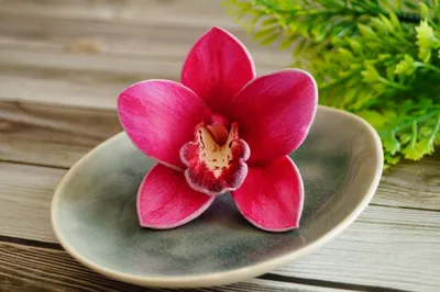 Купить Искусственная орхидея Цимбидиум, 10 голов, розовый оптом в Украине:  цена, описание, характеристики › Flowers Decor