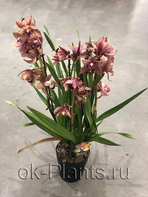 Орхидея Цимбидиум зелёно-розовая 700299 – купить по цене 1 155 ₽ в Москве в  интернет-магазине ogogo.ru